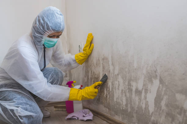 Attic Mold Removal in Pocahontas, IA