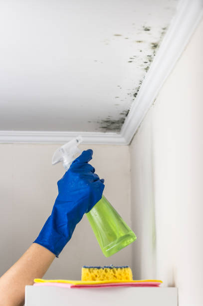 Best Black Mold Removal  in Pocahontas, IA